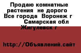 Продаю комнатные растения  не дорого - Все города, Воронеж г.  »    . Самарская обл.,Жигулевск г.